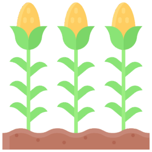corn (2)
